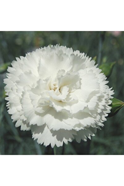 Köy Tohumları 20 Adet Tohum Nadir Beyaz Kır Karanfil Çiçeği Tohumu Organik Ye...