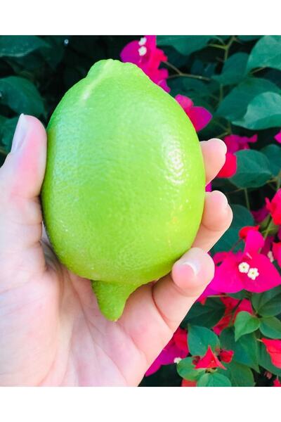 bahçemden köy ürünleri Dalından Taze Yeşil Limon Bahçemizden 1 Kg