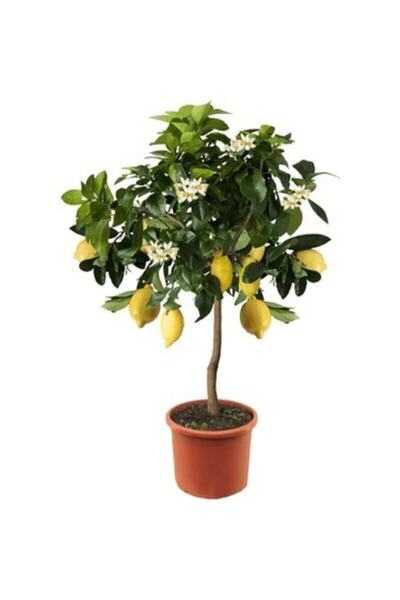 Köy Tohumları 5 Adet Tohum Nadir Bonsai Mersin Limon Ağaç Tohumu Orjinal Ata ...
