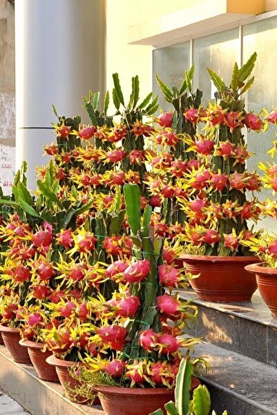 Köy Tohumları 25 Adet Tohum Organik Tropikal Kırmızı Pitaya Ejder Meyve Ağaç Tohumu Bodur Bol Verimli Tohum