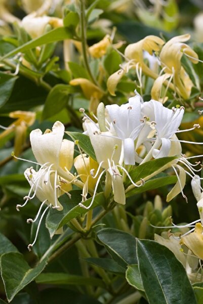 Tolgys Kokulu Hanımeli Sarmaşık Tohumu / 5 Adet Tohum