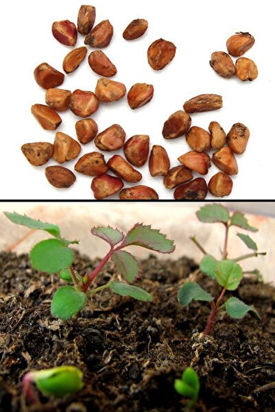 Tolgys Aşı Siyah Gül Tohumu / Halfeti Gülü, 5 Adet Tohum