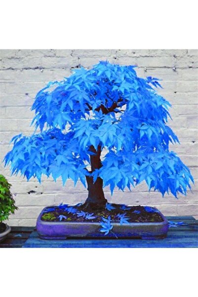 Köy Tohumları 5 Adet Tohum Nadir Mavi Akçaağaç Akça Ağaç Bonsai Tohumu Yeni Ürün Saksı Toprak Hediye