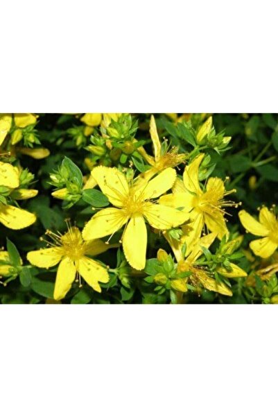 Köy Tohumları 100 Adet Tohum Nadir Sarı Dağ Kantoron Kantaron Çiçek Tohumu Ye...