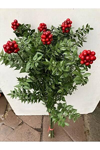 BİDADA Kokina Canlı Yılbaşı Çiçeği Şans Bitkisi Kokina 6 Dal