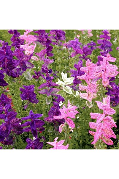 Köy Tohumları 30 Adet Tohum Karışık Renkli Adaçayı Ada Çayı Çiçek Tohumu Reng...