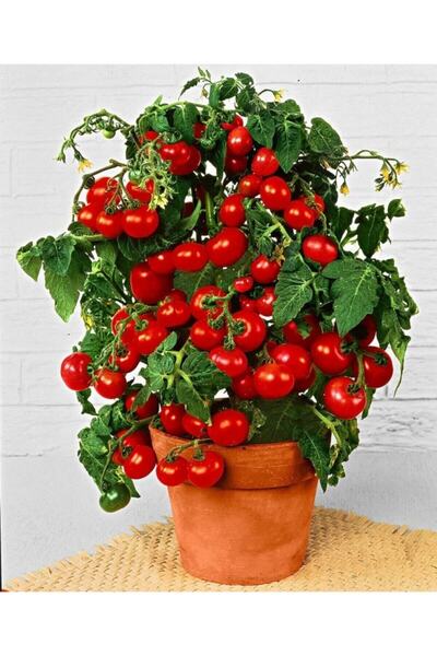 Köy Tohumları 100 Adet Tohum Nadir Saksılık Kırmızı Çeri Cherry Domatesi Tohumu Mini Domates Saksı Toprak