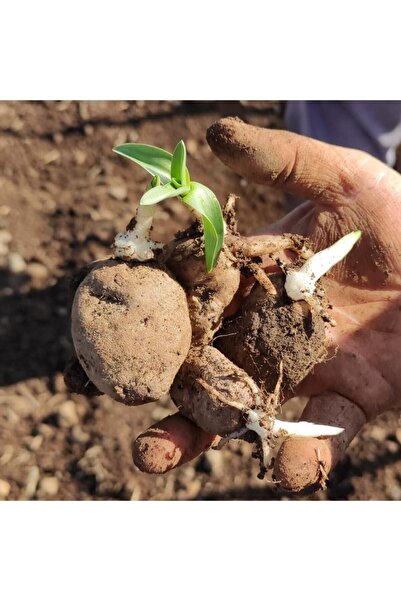 Lider Salep Doğal Salep Fidesi (25 Adet)