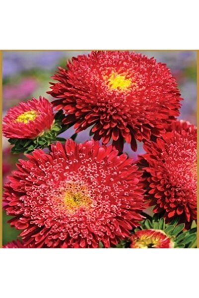 Köy Tohumları 20 Adet Tohum Nadir Bulunan Osmanlı Kırmızı Saraypatı Çiçeği To...