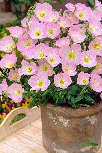 Köy Tohumları 30 Adet Tohum Nadir Bulunan Pembe Ezan Çiçeği Tohumu Organik Saksı Toprak Hediyeli