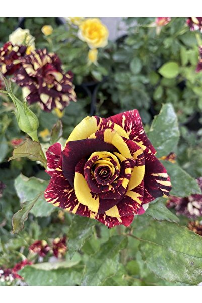 Tolun Çiçekçilik Sihirbaz Gül