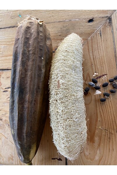 Köksal botanik Lif Kabağı Tohumu (5 Adet)