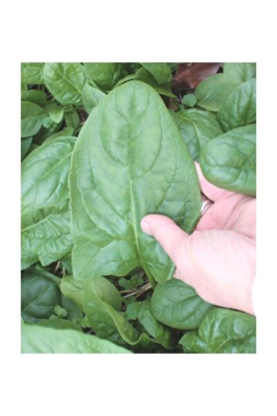 Köy Tohumları 100 Adet Tohum Organik Bahçe Her Mevsim Yetişen Ispanak Tohumu ...