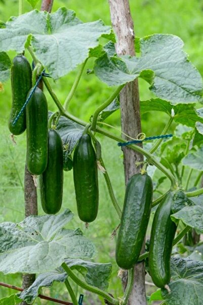 Tolgys Sırık Salatalık, Erkenci Yediveren Hıyar Tohumu / 20 Adet Salatalık To...