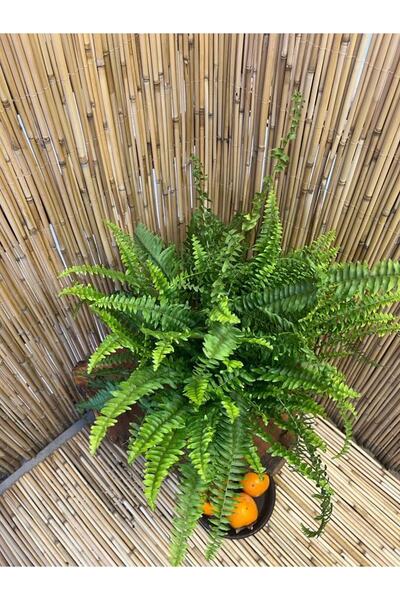 SENA BOTANİK VE ÇİÇEK Aşk Merdiveni Fujer Nephrolepis Saksı Çapı 19 Cm Ev Bit...