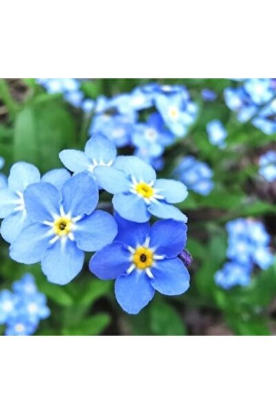 Köy Tohumları 50 Adet Tohum Nadir Bulunan Beni Unutma Mavi Beni Unutma Yaban Kır Çiçeği Saksı Toprak Hediye