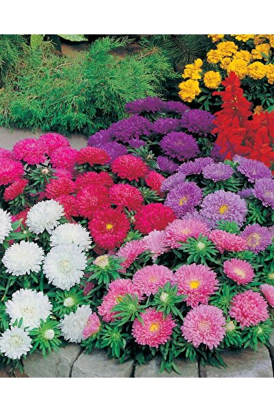 Köy Tohumları 30 Adet Tohum Nadir Saraypatı Osmanlı Bahçe Çiçeği Tohumu Saray...