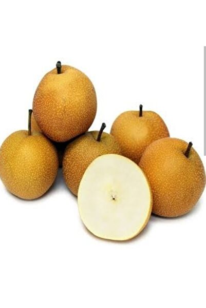 Doğan Fidancılık Nashi Armut ( Japon Armut) 2 Yaş Tüplü 90-120cm