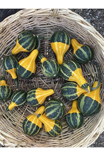 Köksal botanik Minyatür Süs Kabağı Tohumu