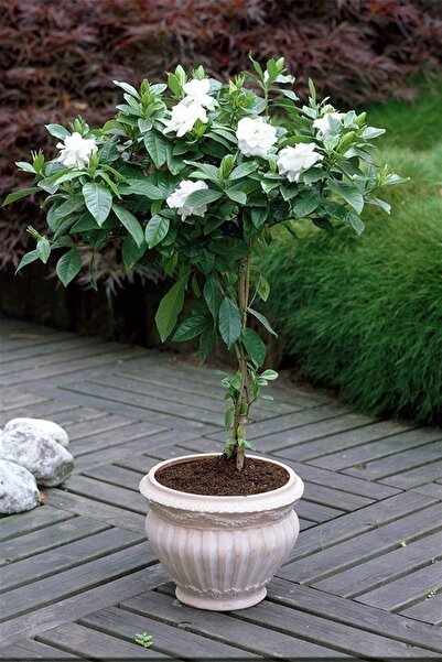 Tolgys Nadir Gardenya Çiçeği Gardenia Jasminoides Tohumu 5 Adet Tohum