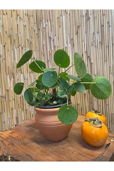 SENA BOTANİK VE ÇİÇEK Pilea Peperomioides-çin Para Ağacı 15-25 Cm