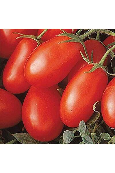 Köy Tohumları 100 Adet Tohum Nadir Ithal Çerez Çeri Domatesi Tohumu Balkon Ho...