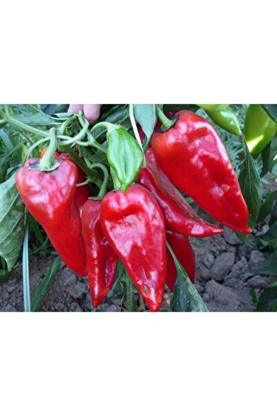 Köy Tohumları 25 Adet Tohum Nadir Kırmızı Etli Kapya Kebaplık Biber Tohumu Ye...