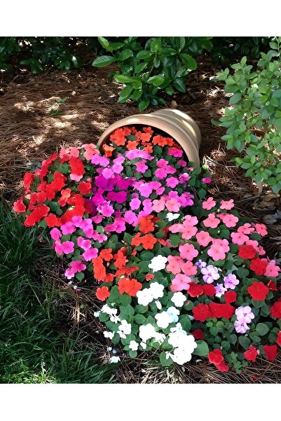 Köy Tohumları 30 Adet Tohum Nadir Karışık Renkli Cezayir Menekşe Çiçeği Çiçek...