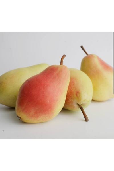 Doğan Fidancılık Armut (SANTA MARİA) 90-120 Cm 2 Yaş Tüplü