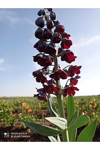 aytun çiçekçilik Siyah Ters Lale Soğanı 2 Adet