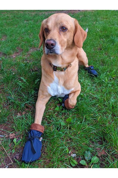 UTDpet Pawty Soft Dog Shoes