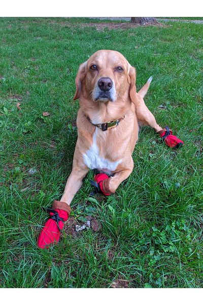 UTDpet Pawty Soft Dog Shoes