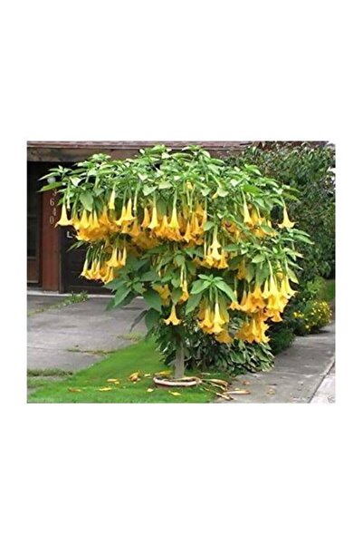 Köy Tohumları 20 Adet Tohum Nadir Organik Yalı Çiçeği Balkon Çiçeği Tohumu Or...