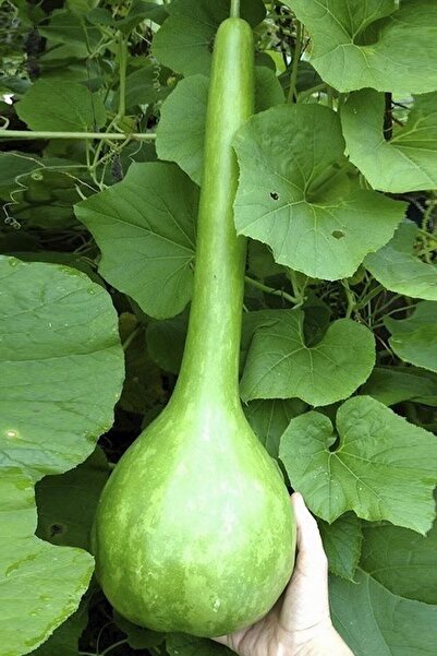 Köy Tohumları 25 Adet Tohum Organik Bahçe Yeni Hasat Köy Kabağı Lif Kuru Kaba...