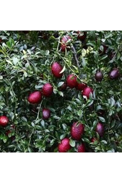 Gloria Tüplü 2 Yaş Avusturalya Blood-kırmızı Lime Limon Fidanı