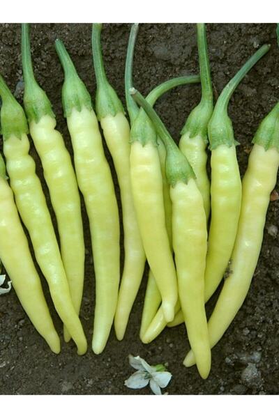 Köy Tohumları 100 Adet Tohum Orjinal Sarı Hafif Acılı Adana Süs Biberi Tohumu...