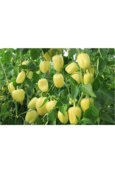 Köy Tohumları 20 Adet Tatlı Beyaz Dolmalık Kalifornia California Biberi Tohum...