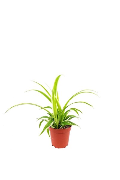 Aysima Çiçekevi Mini Boy Kurdela Çiçeği 5,5 Cm Saksıda