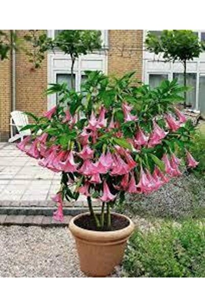 Köy Tohumları 20 Adet Tohum Nadir Bulunan Angel Pembe Trumpet Çiçeği Tohumu B...