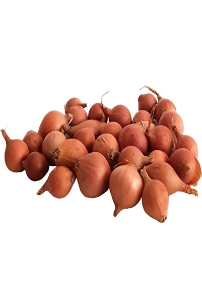 Köy Tohumları 150 Adet Tohum Nadir Kaliteli Kıska Arpacık Soğan Tohum Yeni Ha...