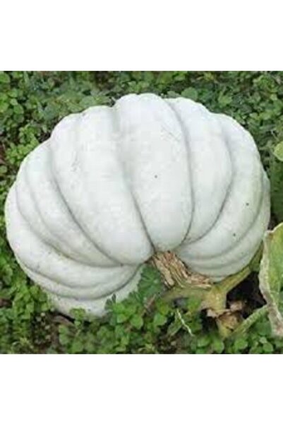 Köy Tohumları 10 Adet Tohum Nadir Organik Kışlık Kestane Beyaz Kabak Tohumu O...