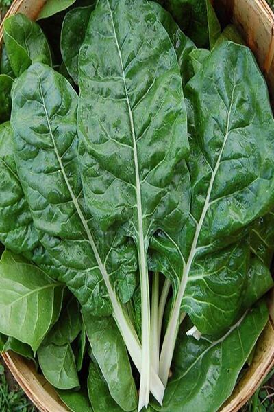 Köy Tohumları 50 Adet Geniş Yapraklı Dolgun Pazı Tohumu Yeni Mahsul Yeşil Doğ...