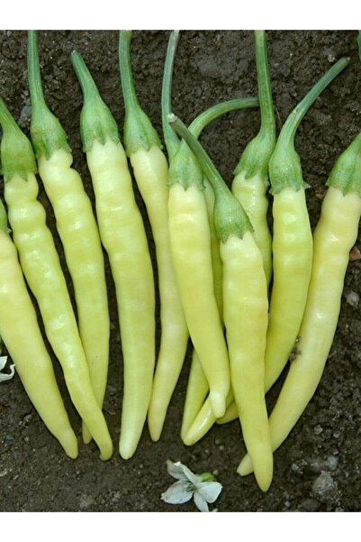 Köy Tohumları 50 Adet Tohum Organik Bahçe Yerli Sarı Yemelik Turşuluk Taze Çı...