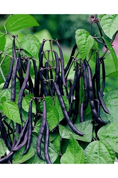Köy Tohumları 100 Adet Tohum Yeni Mahsul Organik Siyah Kara Fasulye Tohumu Ata Tohum