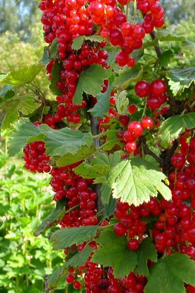 Köy Tohumları 10 Adet Tohum Organik Doğal Kırmızı Frenk Üzümü Tohumu Dağ Fren...