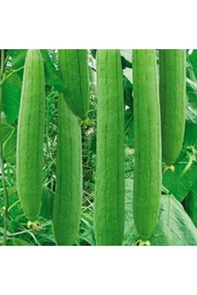 Köy Tohumları 75 Adet Tohum Organik Lif Kabak Tohumu Banyo Lifi Kabak Organik...