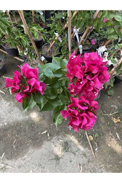 Gloria Saksılı Özel Çeşit Bodur Katmerli Begonvil Fidanı 100-120 Cm