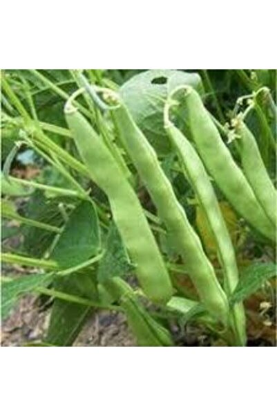 Köy Tohumları 100 Adet Tohum Organik Istanbul Kılçıksız Boncuk Ayşe Kadın Fas...