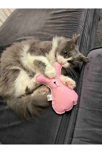 Dino Catnip (cat Mint) Cat & Small Dog Toy Rabbit