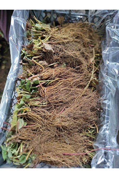 Albion Fidecilik Çilek Fidesi 20 Adet